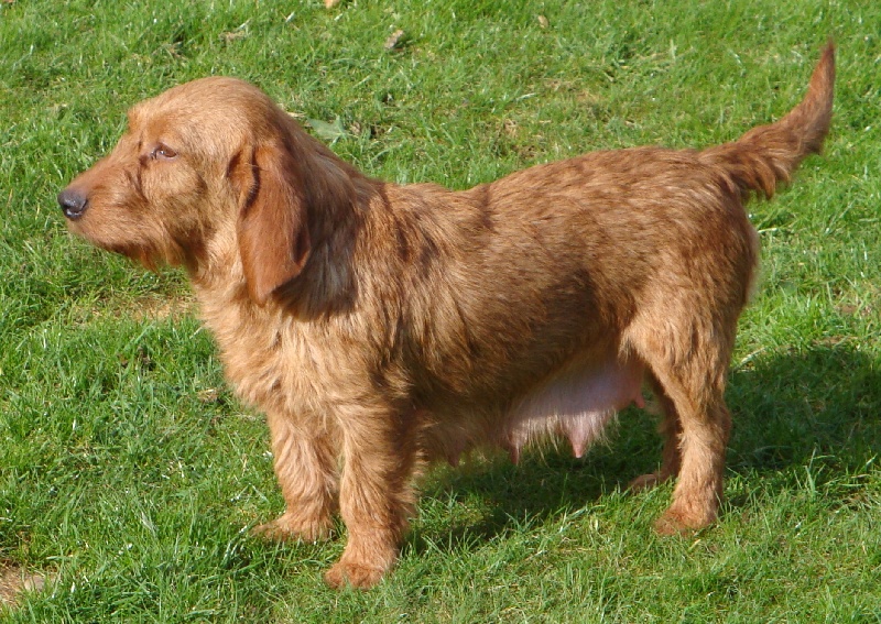 Chipie (Sans Affixe)